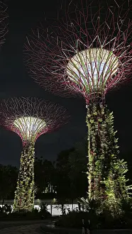 Framed Print : Night view of two glowing supertrees with lush vegetation Framed Print : Night view of two glowing supertrees with lush vegetation