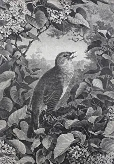 Nightingale (Luscinia megarhynchos)