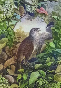 Nightingale (Luscinia megarhynchos)