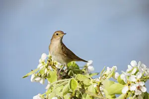 Nightingale (Luscinia megarhynchos) Germany