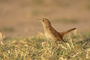 Nightingale (Luscinia megarhynchos) stands in the grass