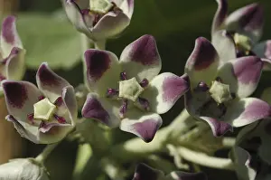 Nightshade species in Malawi (Solanum sp.)