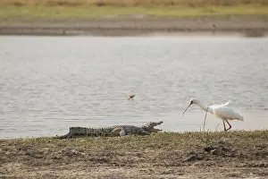 Nile crocodile and African spoonbill (Platalea alba)