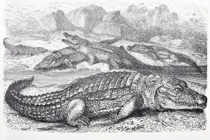 Nile Crocodile (Crocodilus vulgaris)