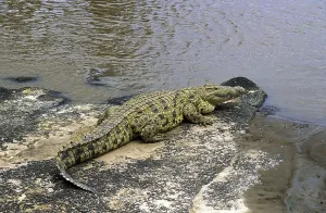 Nile Crocodile (crocodylus niloticus)