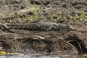 Nile crocodile (Crocodylus niloticus) in the Okavango Delta