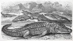 Nile crocodile, Crocodylus niloticusnian crocodile