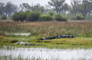 Nile crocodiles (Crocodylus niloticus)