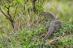 Nile dragon (Varanus niloticus), Masai Mara, Kenya