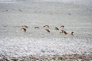 Nile geese in a field in winter, Germany