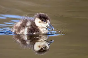 Nile Goose, Alopochen aegyptiaca