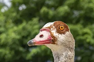 Nile goose portrait on the banks of the Rhine