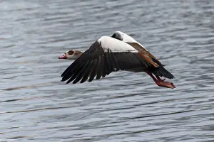 A Nile Goose with spread wings in calm flight over the water