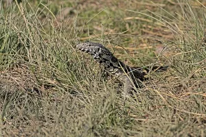 Nile monitor lizard (Varanus niloticus)