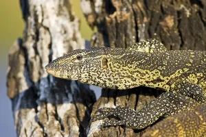 Nile Monitor (Varanus niloticus)
