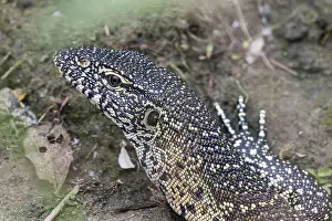 Nile monitor (Varanus niloticus)