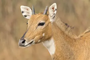 Nilgai (Boselaphus tragocamelus)