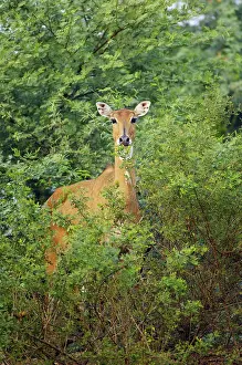 Nilgai (Boselaphus tragocamelus)