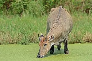 Nilgai (Boselaphus tragocamelus)