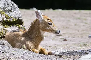 Nilgai (Boselaphus tragocamelus) antelope youngsters lying on the ground