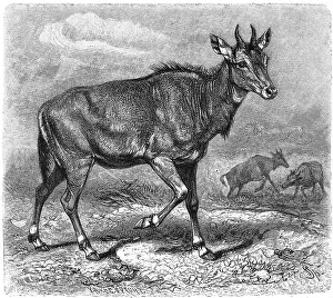 Nilgai (Boselaphus tragocamelus) or Nilgai antelope