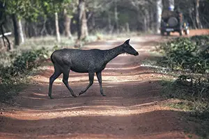 Nilgai doe, tadoba national park