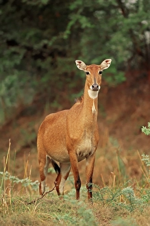 Nilgai or Nilgau antelope (Boselaphus tragocamelus)