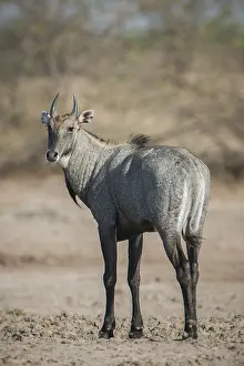 Nilgai or nilgau (Boselaphus tragocamelus)