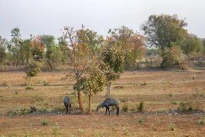 Nilgau antelopes on abandoned farmland eat mulberry fruit in dry season