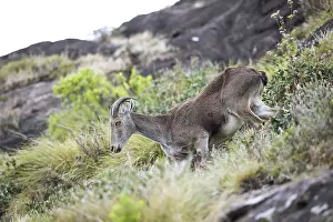 Nilgiri tahr (Nilgiritragus hylocrius)