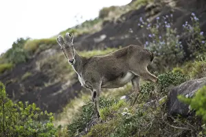 Nilgiri tahr (Nilgiritragus hylocrius)
