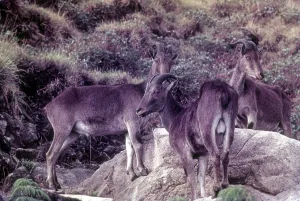 The Nilgiri Tahr (Nilgiritragus hylocrius) in Rajamalai (Eravikulam) National Park