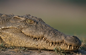 Nilotic Crocodile, Chobe national park