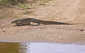 Nilwaran Kruger Nationalpark Sudafrika