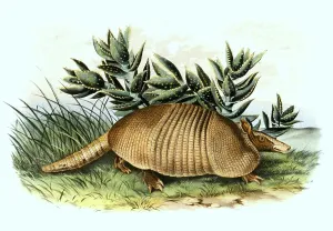 Nine-banded armadillo (Dasypus novemcinctus)