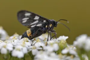 Nine-spotted moth (Amata phegea) on forage plant