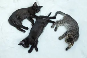 Three nine-week-old kittens sleeping