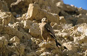 Nipalensis, steppe eagle (Aquila tawny eagle (Aquila rapax)