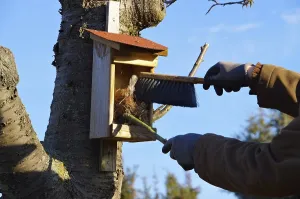 Nistkasten saubern, cleaning the nest box in spring<br> Nistkasten s?ubern