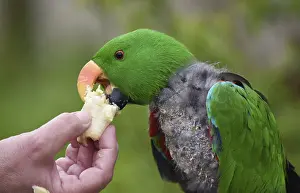 Noble parrot, (Eclectus) in moult