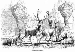 Several noble stags in a park, fallow deer