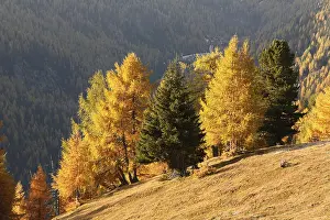 Nockberge Biosphere Reserve, autumnal larch forest