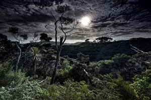 Nocturnal forest landscape with moonlight near Wharariki Beach