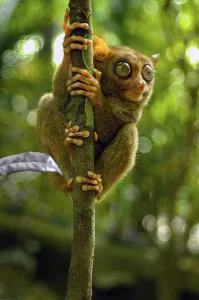 Nocturnal Philippine tarsier (Carlito syrichta) Synonym Tarsier clinging to thin tree trunk