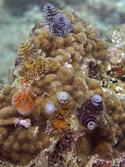 Nodular star coral (Solenastrea hyades)