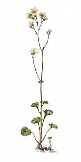 The nodule saxifrage, also granule saxifrage and white (Saxifraga granulata) saxifrage