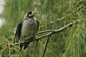 Noisy Miner (Manorina melanocephala)