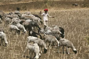Nomad grazing herd of sheep in barren fields in Bhopal