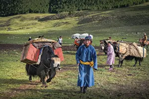 The nomadic family moves with yaks in the summer