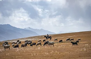 Nomadic life on a plateau, shepherd on horse